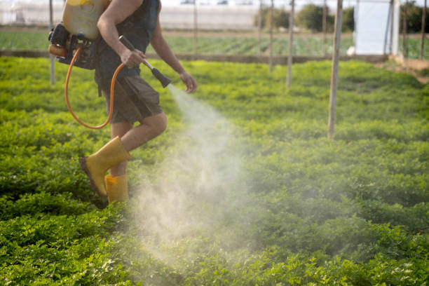Best Emergency Pest Control  in Swansea, IL