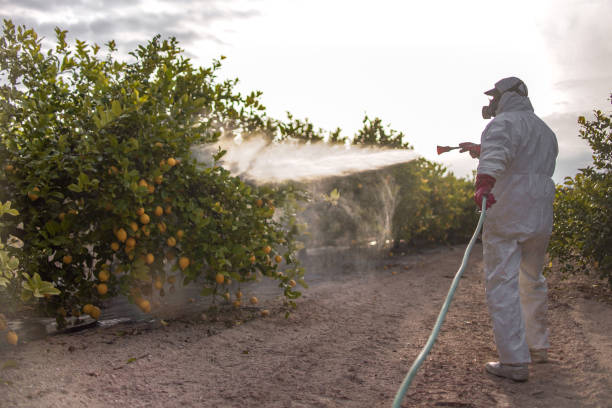 Wasp Removal Services in Swansea, IL