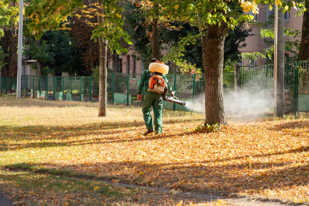 Best Flea Control Services  in Swansea, IL