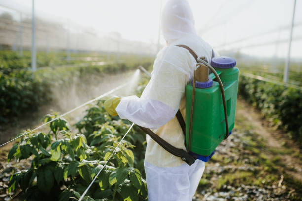 Best Termite Control Services  in Swansea, IL